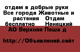 отдам в добрые руки - Все города Животные и растения » Отдам бесплатно   . Ненецкий АО,Верхняя Пеша д.